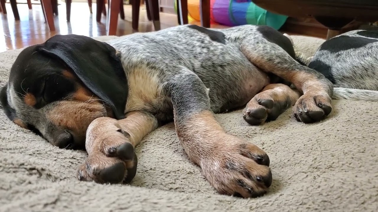 Bluetick Coonhound Puppy