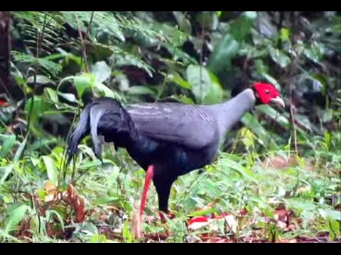 siamese-fireback-(lophura-diardi)