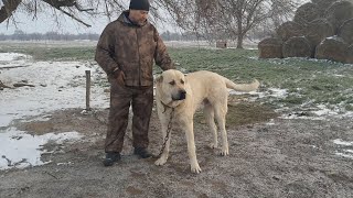 Питомник Рамзана Гайсултанова р.Калмыкия! 13.03.2022г. часть-1