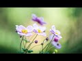 Beautiful Piano Music - Relaxing Music, Study Music, Stress Relief, Sleep Music (Akudo)