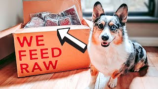 We Feed Raw  Dog Food Review