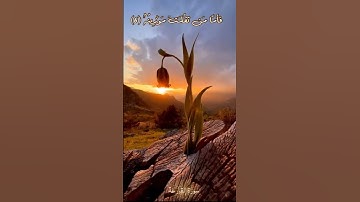 سورة القارعة صوت يخشع له القلب