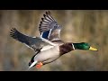 Κυνήγι παπιών στο βάλτο - Mallards hunting