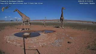 Peaceful Giraffes Visiting the Waterhole