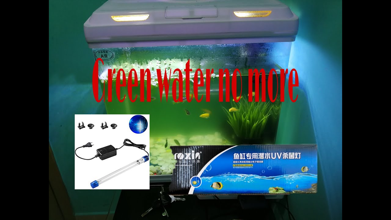 How to remove Green Water in aquarium for just 3 days - YouTube