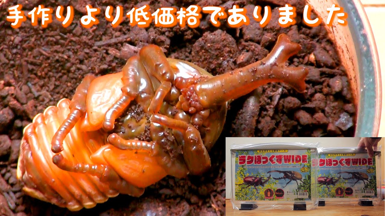 カブトムシ🔍幼虫サナギ観察ラクぼっくすWIDE Beetle larva