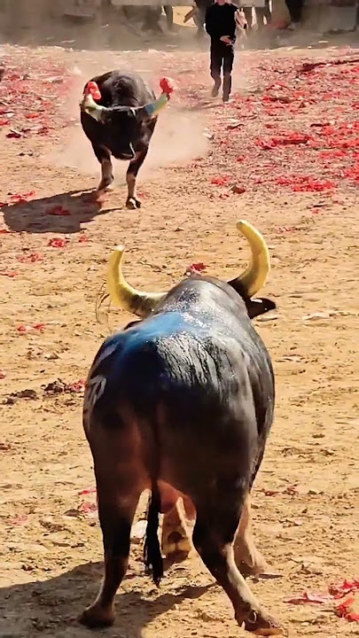 Angry Bulls 🐂💪 #shorts #ytshorts #viralshorts #trendingshorts #bullwar #bullfight #bull #bullshorts