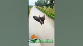 Download lagu Wings & Wilderness: Low-Flying Duck's Close Encounter!