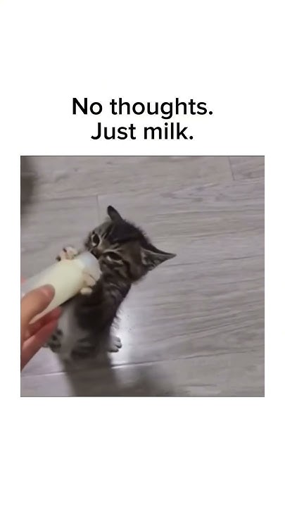 Follow for music, memes & unexpected fun! 🎹#funnykitty #cats #cutekitty - YouTube