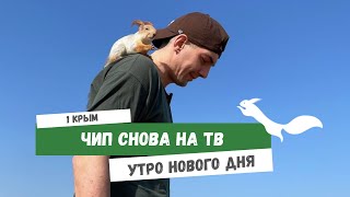 Чип снова на TV  #video