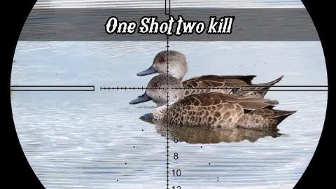 Berburu burung belibis batu // Double Headcroot