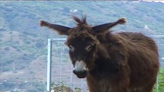 #Sicile découverte du village authentique sicilien de #Castelbuono