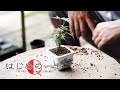 ミニ盆栽の作り方と育て方～入門編モミジ～【盆栽Q】How to make a mini bonsai