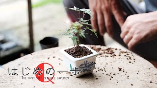 ミニ盆栽の作り方と育て方～入門編モミジ～【盆栽Q】How to make a mini bonsai