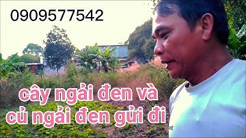 Gửi cây ngải đen và củ ngải đen đến với cả nhà