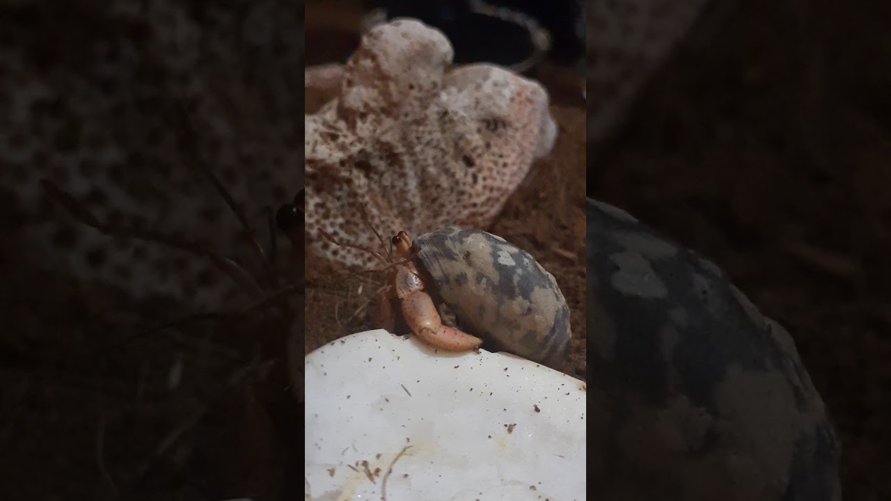 My hermit crabs!!!������ no editing done! - YouTube