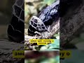 Для чего змеи выбрасывают кожу?