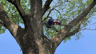 Very Dangerous Huge Tree Felling With Chainsaw