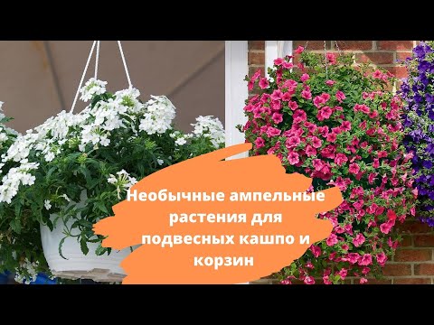 Видео: Растения в подвесных корзинах: лучшие цветы для подвесных корзин