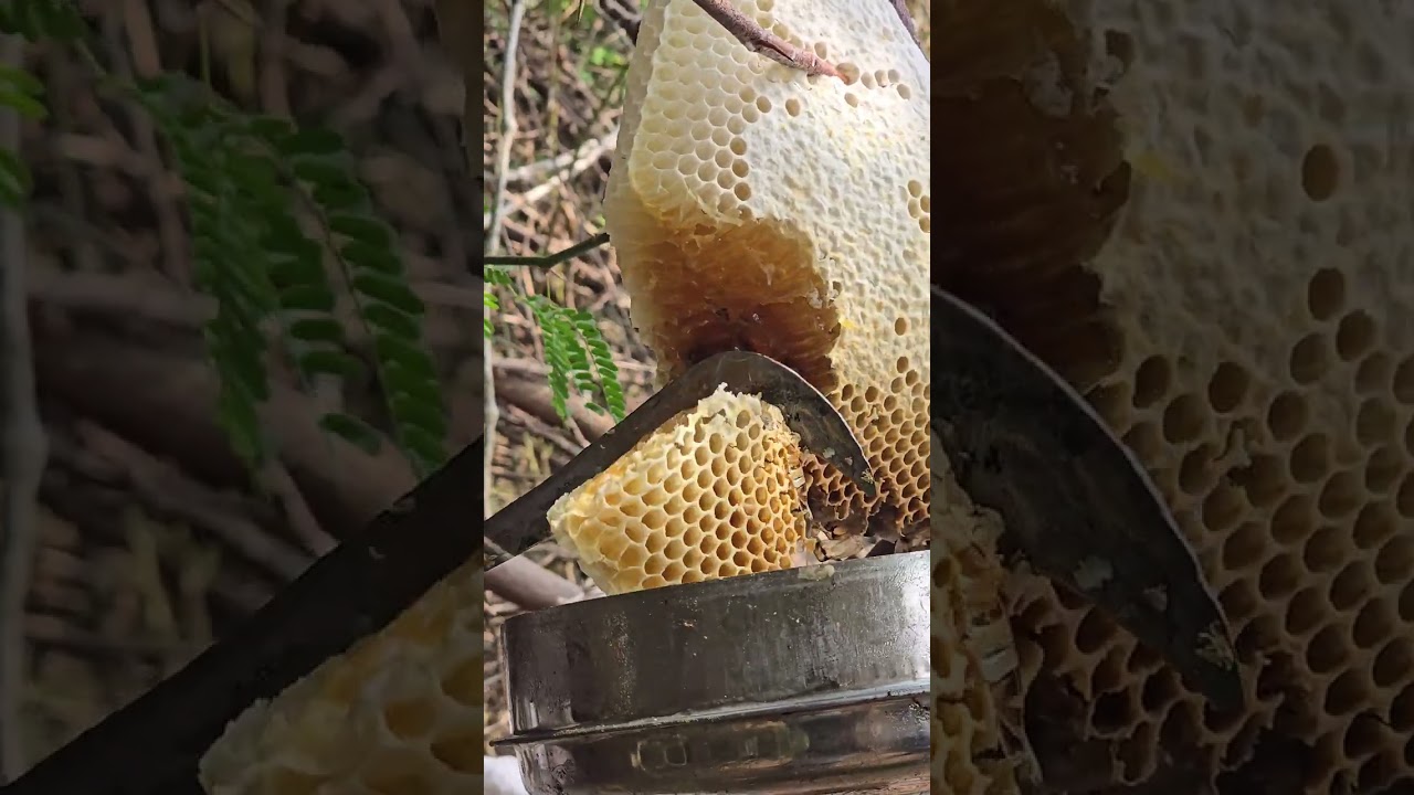 வேலி முள்ளில் மலைத்தேன் வேட்டை ✅️🥰🐝