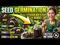Seed Germination Process and types of germination