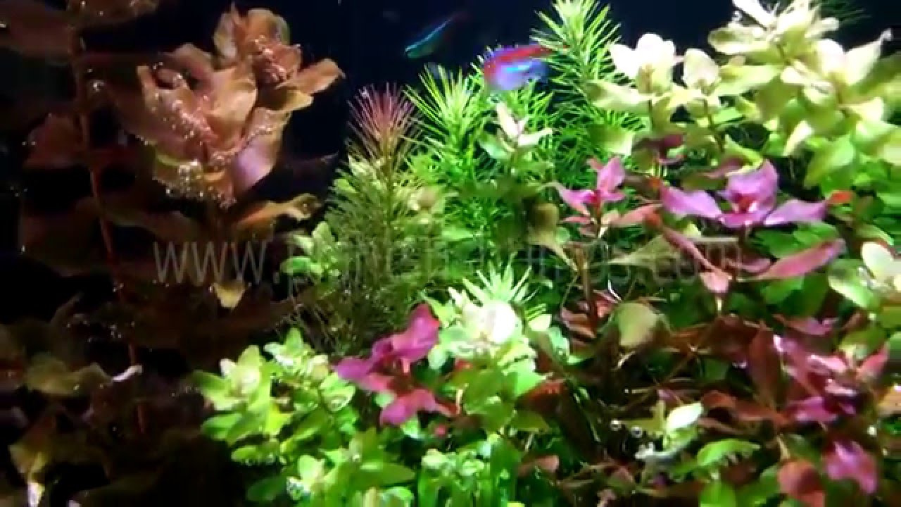 planted aquarium 4k planted aquarium 4k