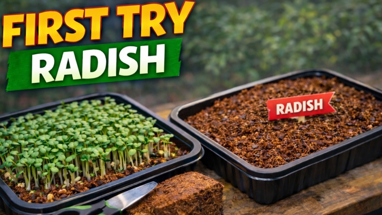 Growing Broccoli & Radish Microgreens (First Time Trying Radish)