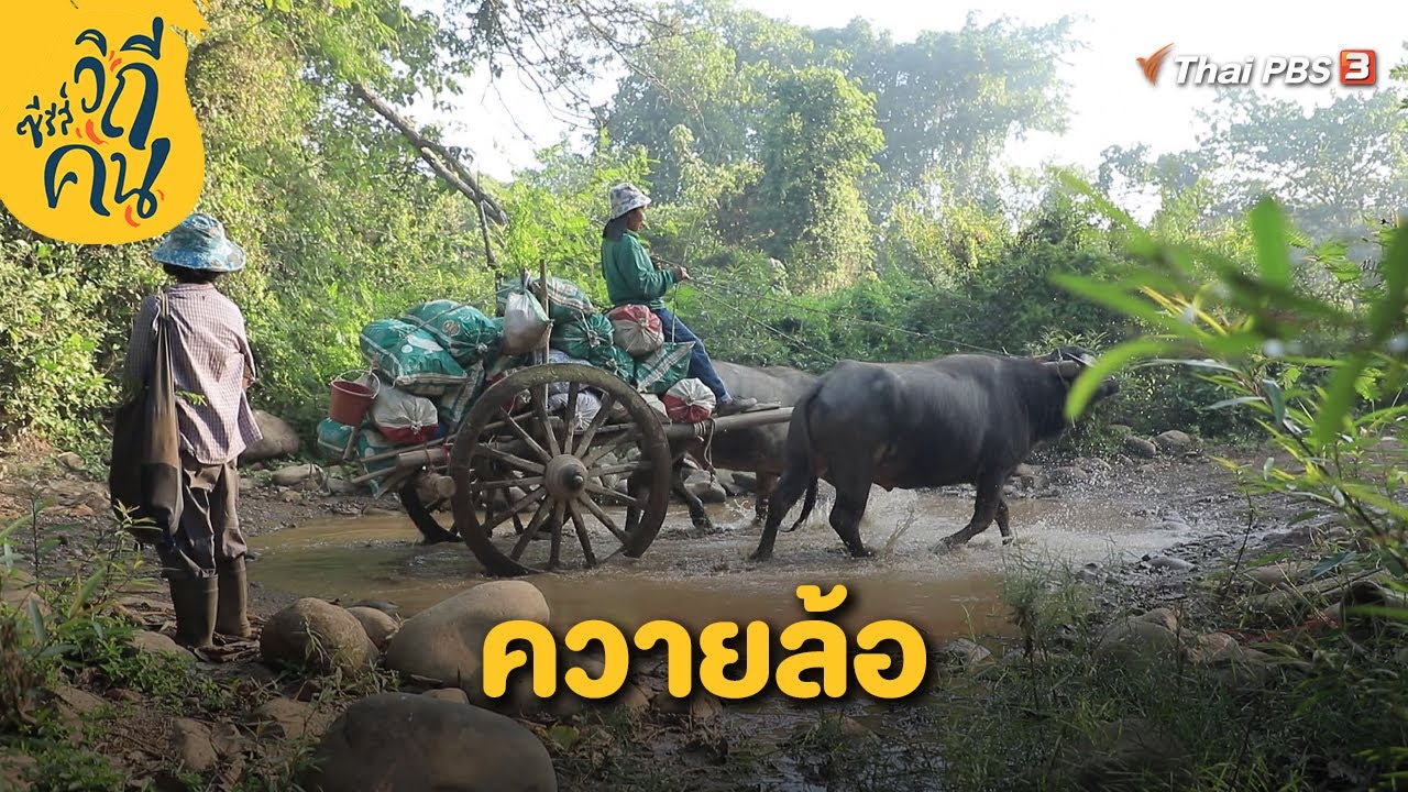 ควายล้อ | ช็อตเเด็ด ซีรีส์วิถีคน | ซีรีส์วิถีคน