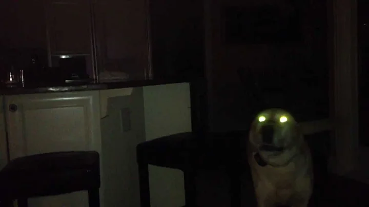 Best dog noises ever!!!!!!