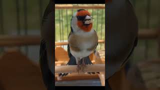 #الحسون تغريد الحسون #goldfinch_singing #goldfinch_song #المقنين #بتبتات_الحسون