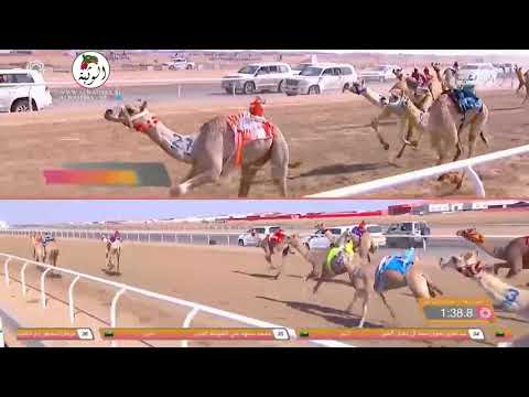 الشوط  جوجهان ل ناجي محمد ناصر الغفراني    مهرجان ولي العهد     الطائف حقايقض
