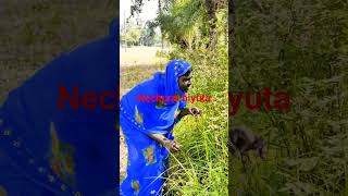 #funny #comedy #video # Nechural biyuta ke#Ajit kumar thakur