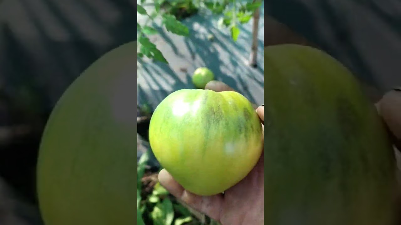 Tomates Corazón de Buey. Huerta Orgánica. Costa Atlántica.