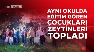 Anne Babaları Dikti Çocukları Hasat Yaptı