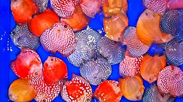 Cá Dĩa Bồ Câu Bông Đều Màu Đậm | Discus fish