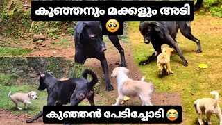 Download Lagu 🐶💎ചാർളിയുടെ മക്കൾ ഒരു രക്ഷയുമില്ല 🥱, പേടിപ്പിക്കാൻ തുടങ്ങി 🥹😄 MP3 Download Lagu 🐶💎ചാർളിയുടെ മക്കൾ ഒരു രക്ഷയുമില്ല 🥱, പേടിപ്പിക്കാൻ തുടങ്ങി 🥹😄 MP3