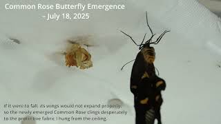 Download Lagu Uitkomst van de gewone rozenvlinder – 18 juli 2025 – Fantastische reis: naar de macrozone. MP3