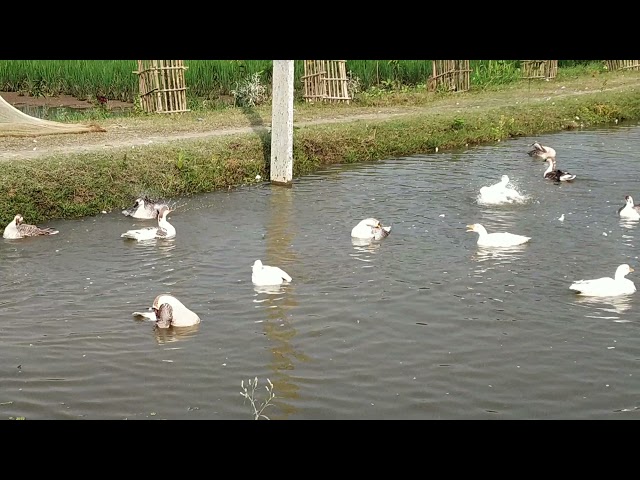Swan enjoying in MJ Farm Kishanganj class=