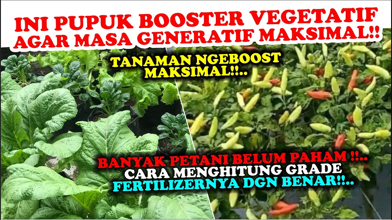 CARA MEMBUAT PUPUK BOOSTER VEGETATIF!!, INI RAHASIA CARA MENGHITUNG GRADE FERTILIZERNYA DENGAN BENAR