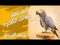 خطوات تعليم الببغاء الكلام تفاصيل هامة