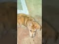Sheru badmosh #dogshorts #doglove watch till end kaat hi liya badmosh ne 😅