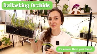 Orchid Deflasking Success! | Comprehensive Guide + 6 Month Before and After Results