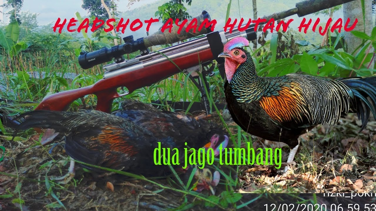 Nembak ayam hutan #headshot 