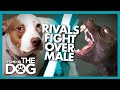 Could Jealousy be the Cause of These Dogs' Fights? |  It's Me or The Dog