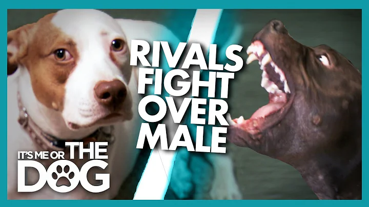 Could Jealousy be the Cause of These Dogs' Fights?...