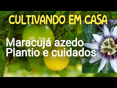 Vídeo: Weigela: Reprodução, Plantio E Cuidado