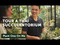 A Thai Collector's Cacti & Succulent Tour: Part I  — Plant One On Me — Ep 140