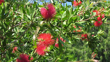 Каллистемон лимонный/Callistemon citrinus/Сказочно-красивое растение