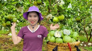 Harvesting Guava Fruit Goes to the market sell - Making garden - Lý Thị Tiểu Linh