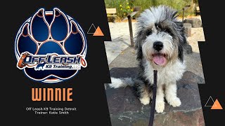 Bernedoodle “Winnie” l Halloween Board and Train l Trainer Katie Smith by Team JW Enterprises 18 views 3 weeks ago 8 minutes, 52 seconds
